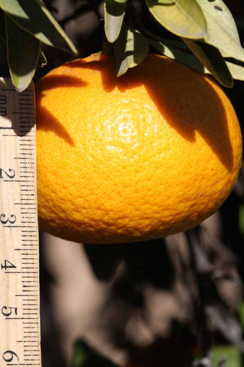              Fruit (Riverside, CA)       